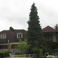 Szarvas 084